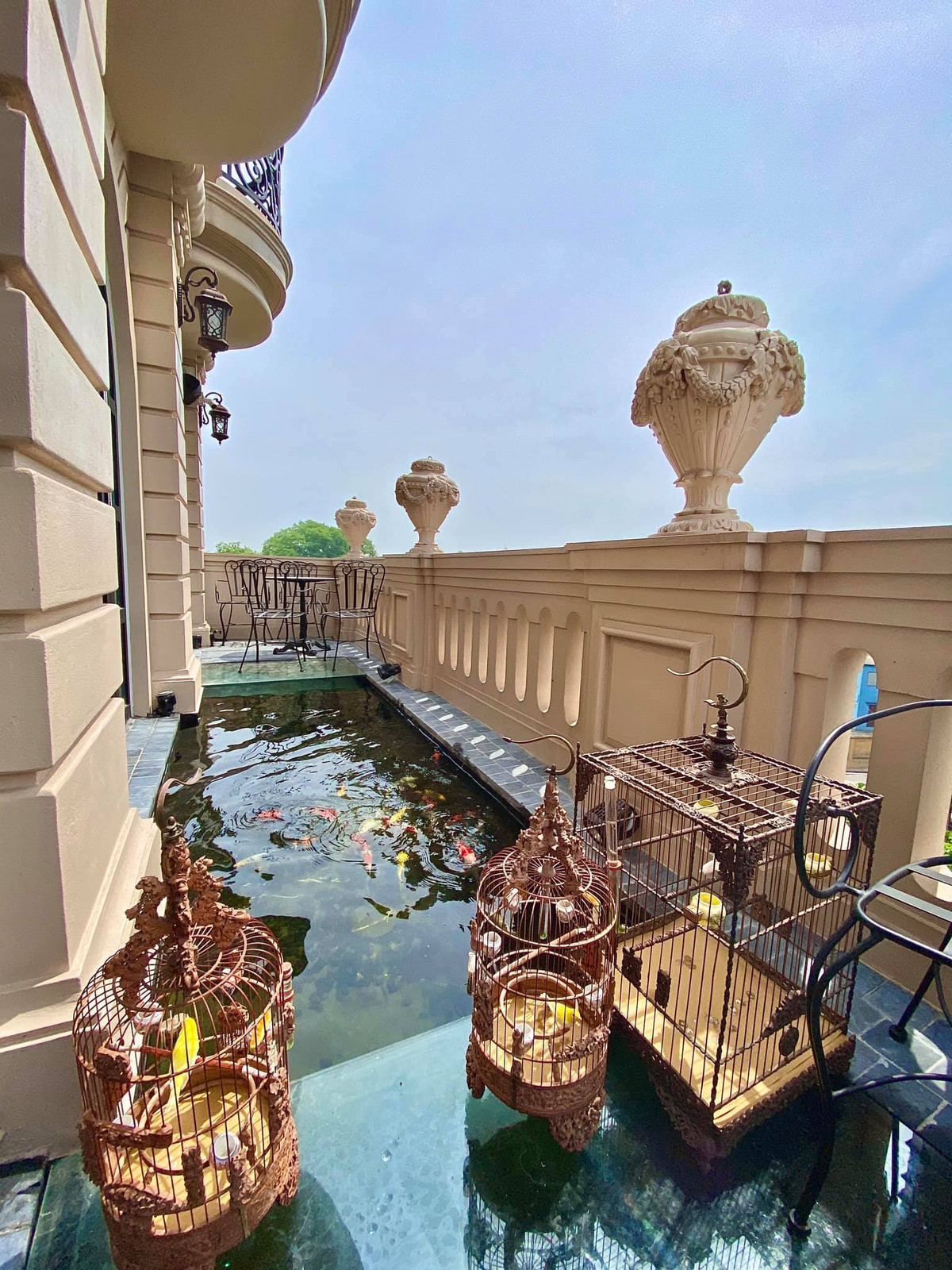 Những con cái Koi của đại gia Hà thành này có giá dao động từ 1000$ - 5000$ (từ 23 triệu – khoảng 120 triệu)/con. Đặc biệt, anh Chương đã tốn nhiều thời gian tìm kiếm và đặt mua từ những hồ cá Koi uy tín nhất nhì Nhật Bản. Ảnh: Dân Việt