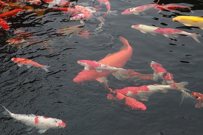 Tổng giá trị đàn cá này là gần 10 tỷ đồng. Ảnh: Dân Việt