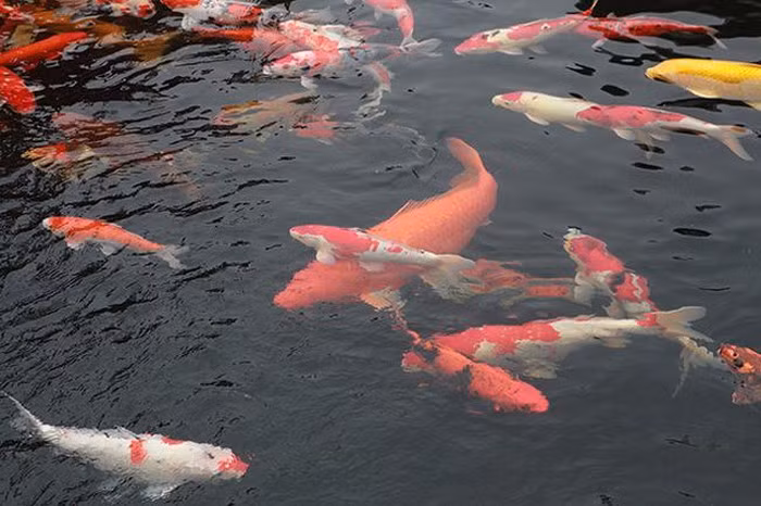 Tổng giá trị đàn cá này là gần 10 tỷ đồng. Ảnh: Dân Việt