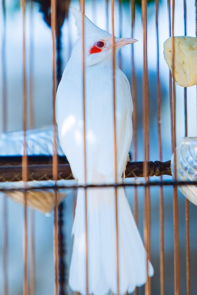 Những chú chim cảnh được anh nuôi trong phòng điều hòa từ 26-27 độ C, trong phòng cũng được thiết kế sao cho giống với thiên nhiên nhất. Ảnh: Dân Việt.