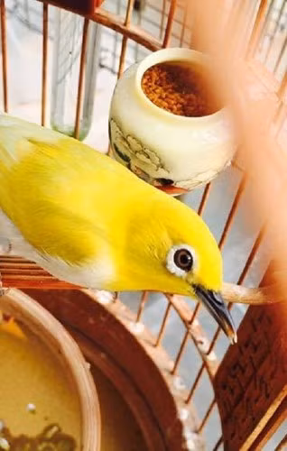 Ông vua chim màu còn thuê thêm người để thay mình chăm sóc chim mỗi khi quá bận rộn hoặc khi đi công tác phải vắng nhà. Ảnh: PLVN.