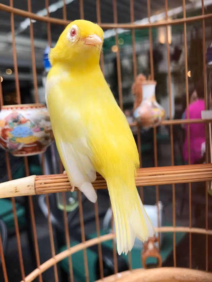 Nhiều chú chim trong bộ sưu tập của anh Chương Tailor trị giá tới hàng trăm triệu đồng/con. Ảnh: Kenhsao.