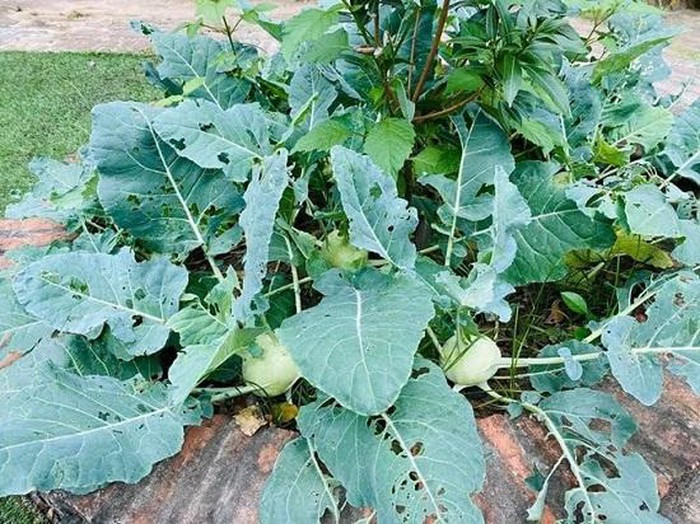 Những củ su hào tuy nhỏ nhưng cầm chắc tay.