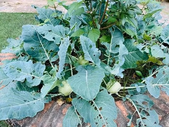 Những củ su hào tuy nhỏ nhưng cầm chắc tay.