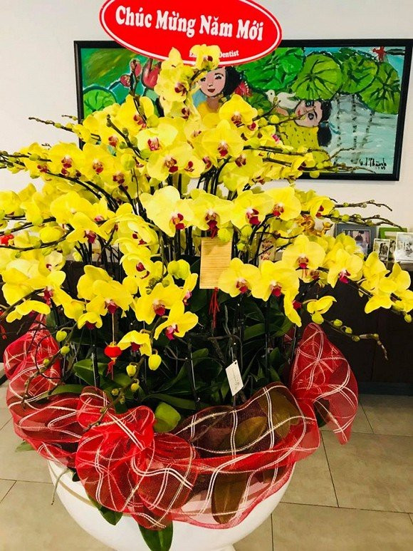 Chậu lan lớn khoe sắc, căng tràn chuẩn bị đón xuân.