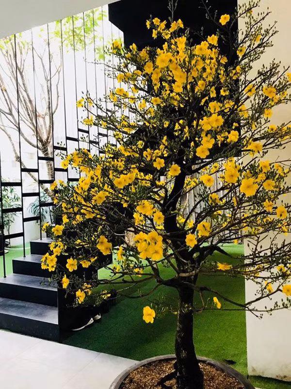 Mai vàng đã bung nở.