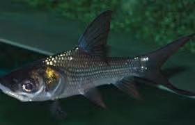 Là một loài cá di cư, mỗi thời kỳ trong năm, cá hô lại bơi đến một nơi khác mà chúng ưa thích để tìm thức ăn hay sinh sản. Ảnh: Internet.