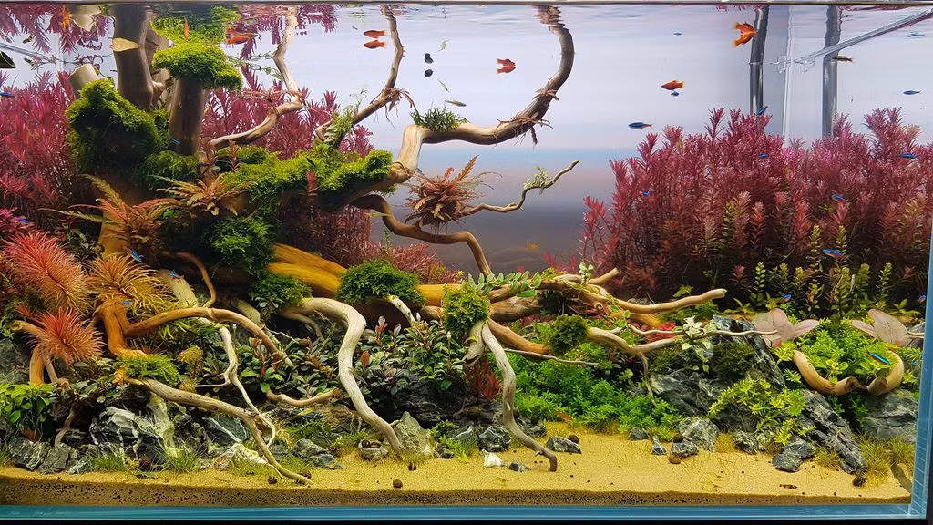 Bể thủy sinh khác với bể cá cảnh đơn thuần và có thêm những mảng cây trồng. Nó đòi hỏi các điều kiện như ánh sáng, dinh dưỡng, lọc nước…để tạo môi trường cho cây phát triển.