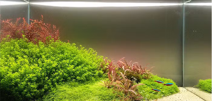 Nhiều loại cây thủy sinh như tiêu thảo, ráy, dương xỉ, các dòng bucep,... giá dao động từ vài chục ngàn cho đến hàng triệu đồng, tùy vào mức độ quý hiếm.