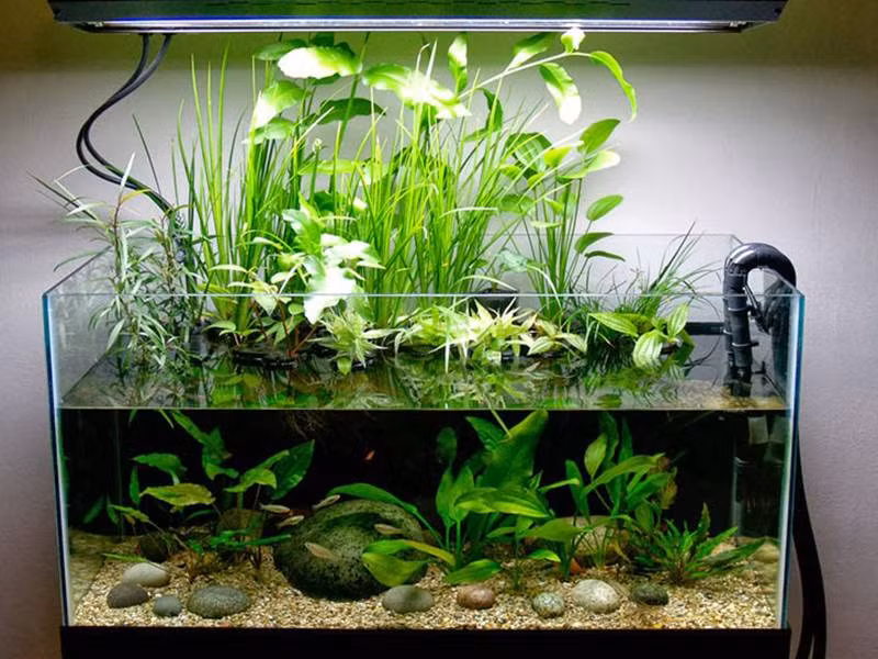 Giat minh thu choi thuy sinh ton kem de... 