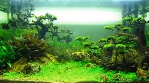 Trong đó đắt nhất là hệ thống đèn, lọc. Chi phí tăng phụ thuộc vào kích cỡ bể và bố cục mà người chơi chọn.