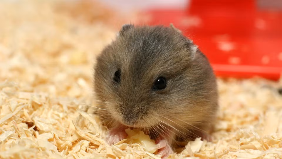 Theo một số chủ cửa hàng bán chuột hamster ở Hà Nội, càng giáp Tết lượng khách mua chuột cảnh tăng gấp 2-3 lần so với ngày thường. Ảnh: Internet.