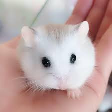 Giá cho mỗi chú chuột Hamster Bear dao động từ 110.000 - 160.000 đồng/con, Hamster Winter White từ 100.000 – 130.000 đồng/con. Ảnh: Facebook.