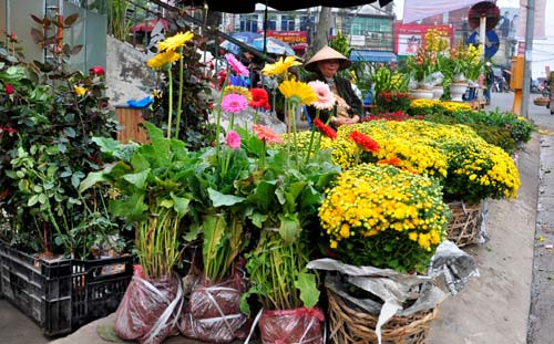 Ngoài hoa, chợ Bưởi còn bán nhiều loại cây cảnh mỗi dịp Tết đến. Càng gần Tết, chợ càng đông vui bởi sự tấp nập của nhiều loài hoa, giống cây được thương lái mang từ các nơi về bày bán.