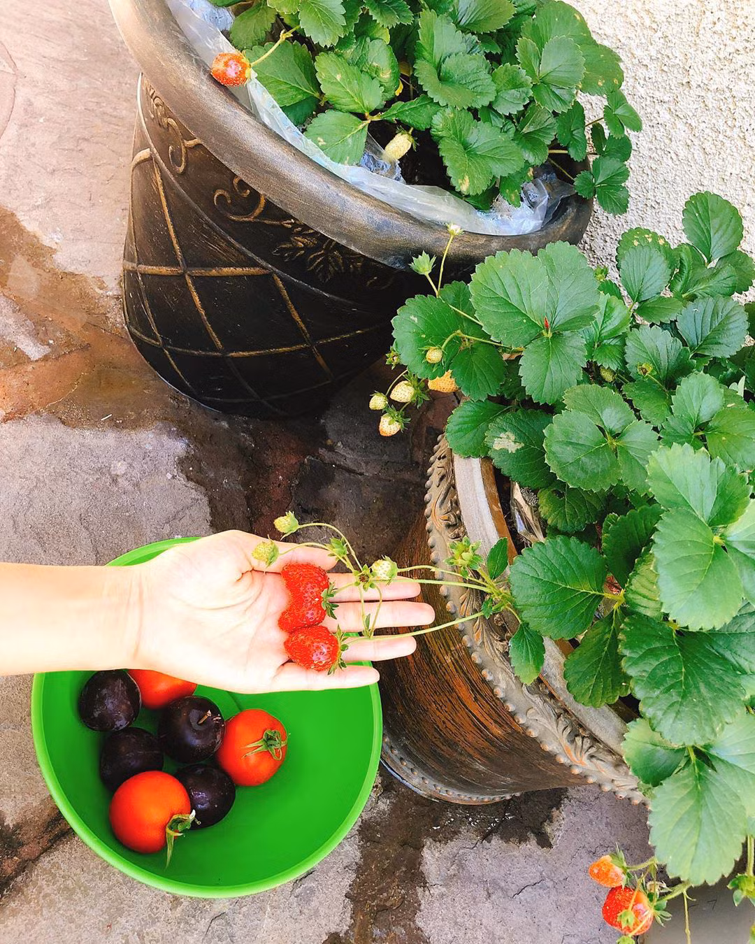 Trong vườn, người đẹp Hải Phòng trồng rất nhiều rau, củ và cây ăn quả.