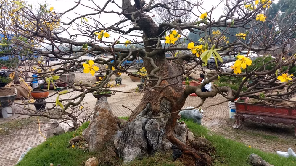 Nổi bật nhất là cây mai vàng 150 tuổi, có giá là 550 triệu đồng của anh Vũ Văn Hưng (Trần Phú, TP. Thanh Hóa). Ảnh: Lao động.