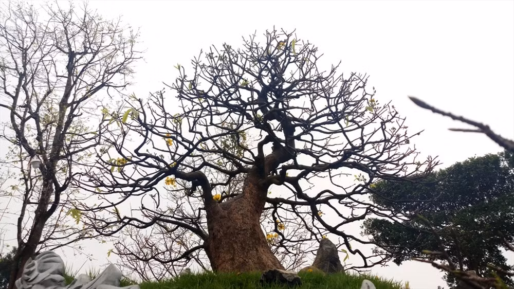 Được mua từ thành phố Huế, cây mai này sở hữu ngoài vẻ cổ kính, hoa có mùi thơm thanh nhẹ, lộc ra màu xanh. Ảnh: Lao động.