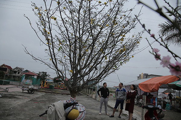Cây cao khoảng 6 mét, tán rộng khoảng 3,5-4 mét, vanh gốc 55cm, cành đẹp, hoa và nụ nhiều. Ảnh: Vietnamnet.