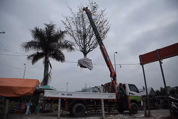 Để vận chuyển cây mai này về TP. Hà Tĩnh, chủ nhân phải dùng máy cẩu và xe vận chuyển lớn, giá thuê chở là 3 triệu đồng. Ảnh: Vietnamnet.