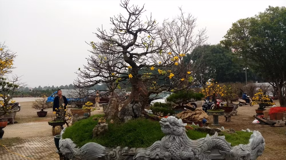 Tại Trung tâm triển lãm Thanh Hóa (phường Đông Hải, TP. Thanh Hóa) những ngày giáp Tết Canh Tý 2020, nhiều cây mai khủng được thương lái gom về bán. Ảnh: Lao động.