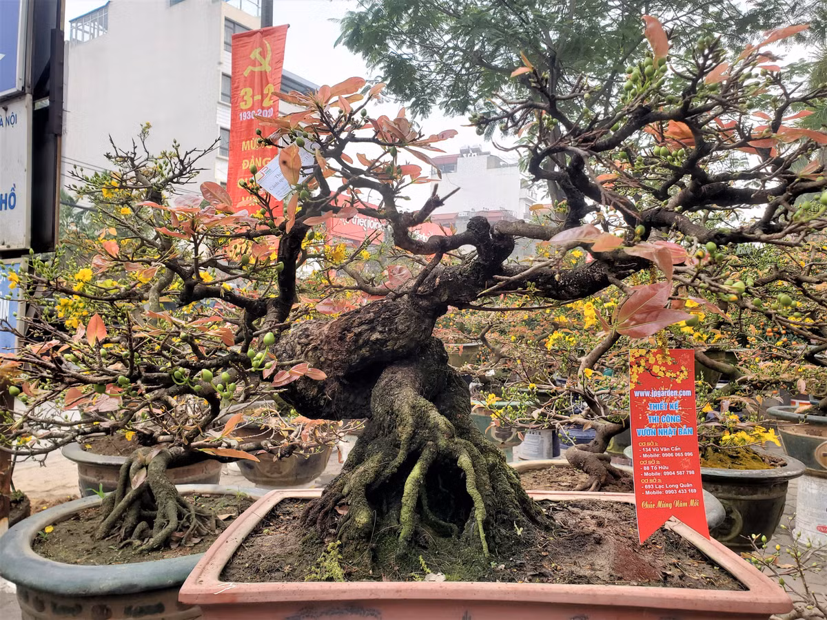 Tại chợ hoa xuân trên khu phố bích họa đường Phùng Hưng (Hoàn Kiếm, Hà Nội), cây hoàng mai thơm của anh Tuấn Anh trở thành một trong những cây cảnh đắt nhất đợt Tết năm nay, khi được đề giá bán lên tới 4 tỷ đồng. Ảnh: Baodansinh.