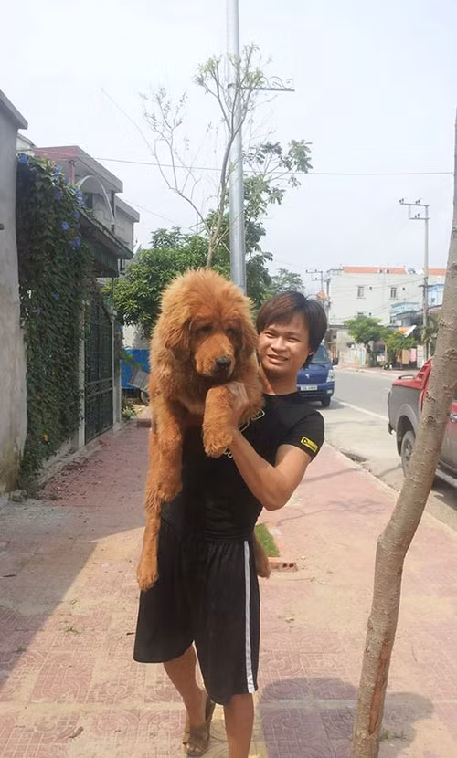 Chó ngao Tây Tạng do anh Hoàng nuôi có kích thước đồ sộ, cao ít nhất 70 cm đối với chó đực, nặng khoảng từ 64 - 82 kg. Ảnh: Dân Việt.