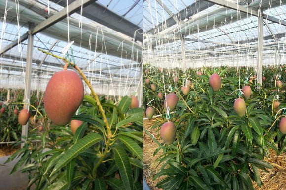 Độ ngọt của xoài đạt ít nhất 15% mới được thu hoạch. Ảnh: Kurogi-mango.