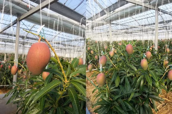 Độ ngọt của xoài đạt ít nhất 15% mới được thu hoạch. Ảnh: Kurogi-mango.