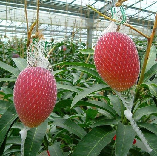 Trồng trong nhà kính, ngay từ lúc mới ra hoa cho đến lúc thu hoạch, xoài Miyazaki đều được bao bọc bằng túi lưới ngay trên cây. Ảnh: Kurogi-mango.