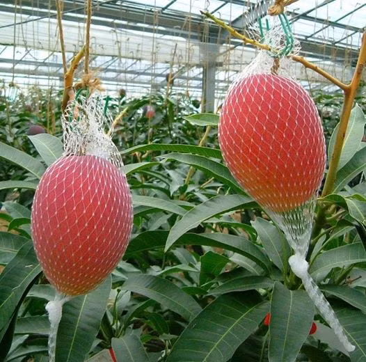 Trồng trong nhà kính, ngay từ lúc mới ra hoa cho đến lúc thu hoạch, xoài Miyazaki đều được bao bọc bằng túi lưới ngay trên cây. Ảnh: Kurogi-mango.