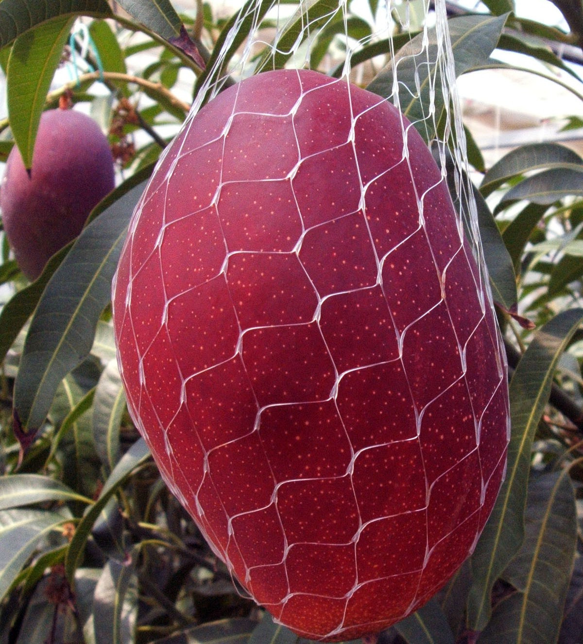 Trái xoài chín đến độ là sẽ rụng vào chiếc túi lưới bọc xung quanh. Ảnh: Kurogi-mango.