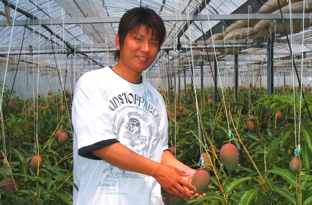 Tại vùng Miyazaki, xoài đỏ Nhật được trồng với quy trình vô cùng nghiêm ngặt. Ảnh: Kurogi-mango.