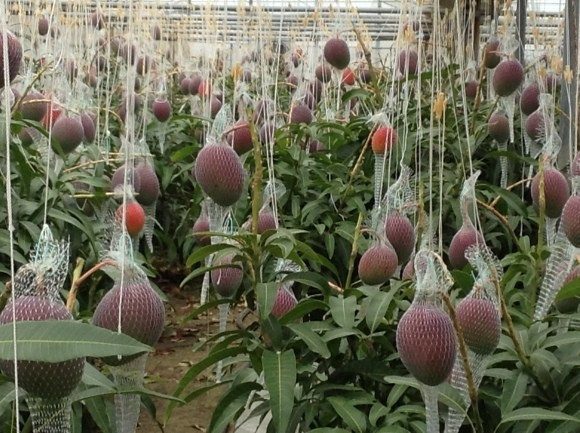 Sau đó, xoài được đưa đến tận tay người tiêu dùng mà không qua bất cứ quá trình xử lý nào. Ảnh: Kurogi-mango.