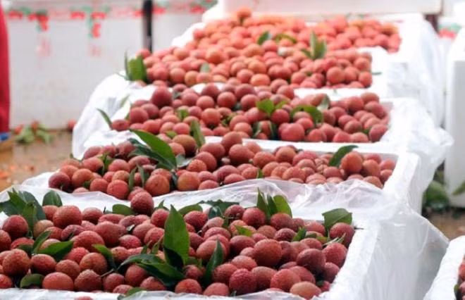 Không chỉ Nhật Bản, vải thiều Việt còn được xuất sang Singapore. Tại Singapore, vải luôn được coi là trái cây cao cấp và có mức giá cao so với các loại trái cây khác trên thị trường. Ảnh: VTCnews.