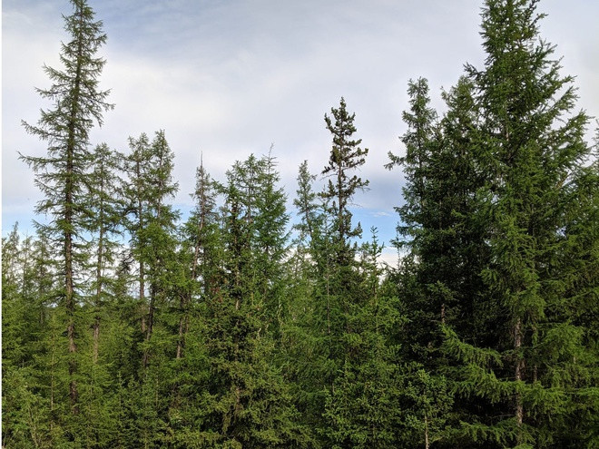 Thị trấn Mirny được bao quanh bởi mạng lưới rừng rừng, sông và hồ dày đặc. Ảnh: Business Insider.