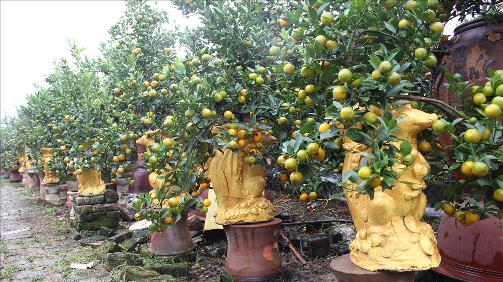 Ngoài ra, các cây quất năm nay cũng được các chú chuột vàng "cõng" trên lưng. Ảnh: Lao động.