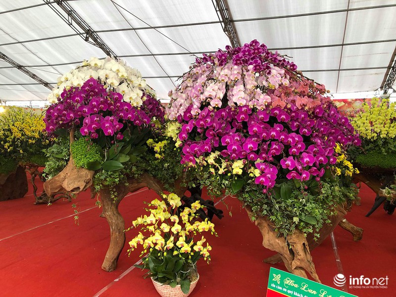 Lan hồ điệp có chiều dài hơn 2m còn phần chậu được làm từ gỗ lũa, mô phỏng hình con chuột. Ảnh: Infonet.