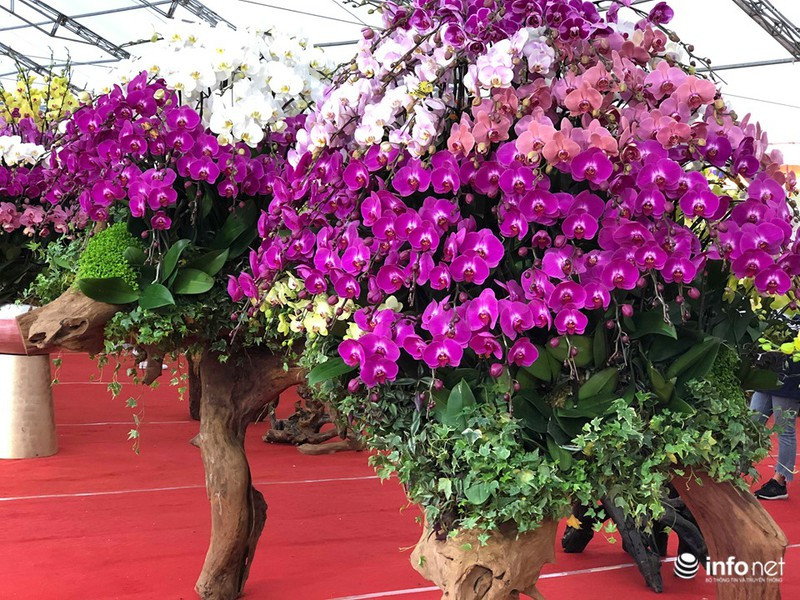 Theo đó, chậu lan khủng trồng trên gỗ lũa tạo hình con chuột được bán với giá 120 triệu đồng. Ảnh: Infonet.