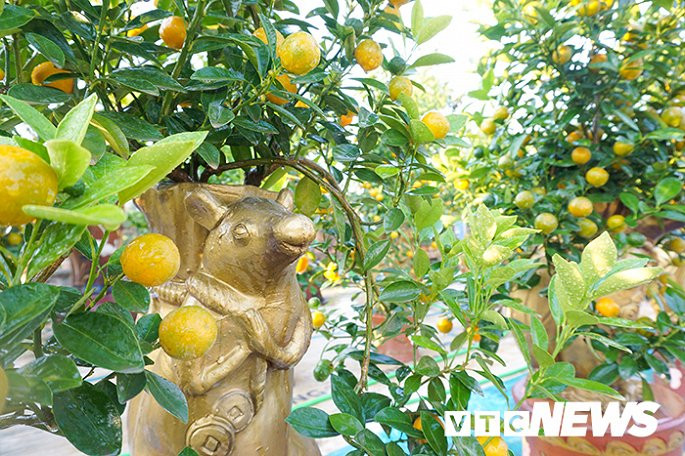 Mỗi cây quất có giá từ 2,5 – 5 triệu đồng tùy vào kích thước và hình dáng của cây. Ảnh: VTC.