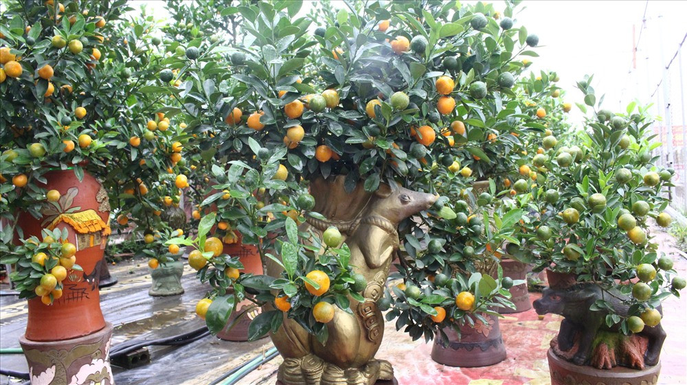Được biết, các chủ vườn phải chuẩn bị từ 2-3 năm mới cho ra mắt được những chậu chuột cõng quất độc đáo. Ảnh: Lao động.