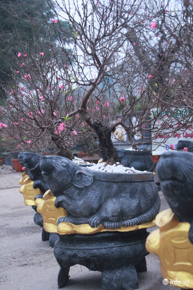 Giá mỗi chậu chuột cõng hoa đào dao động từ 2 - 3,5 triệu đồng/chậu. Ảnh: Infonet.