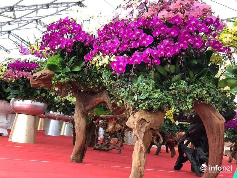 Bắt kịp trào lưu đón xuân Canh Tý, thị trường cây cảnh xuất hiện loại chuột cõng hoa lan vô cùng độc đáo. Ảnh: Infonet.