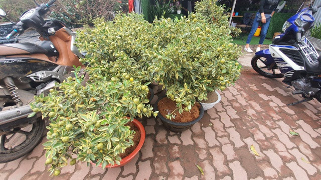 Loại quất này có nguồn gốc từ Thái Lan, có giá từ 1,5 - 2,5 triệu đồng/cây, tùy theo kích thước. Ảnh: Dân trí.
