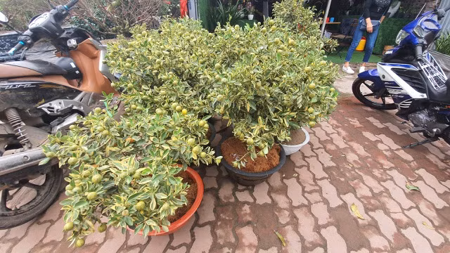 Loại quất này có nguồn gốc từ Thái Lan, có giá từ 1,5 - 2,5 triệu đồng/cây, tùy theo kích thước. Ảnh: Dân trí.