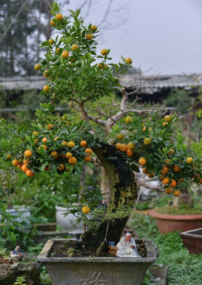 Theo Zing.vn, ông Xuân cho biết, để có sản phẩm quất thăng tiến thì tuổi của cây cần thăng và cành quất phải tương đương nhau. Ảnh: Zing.