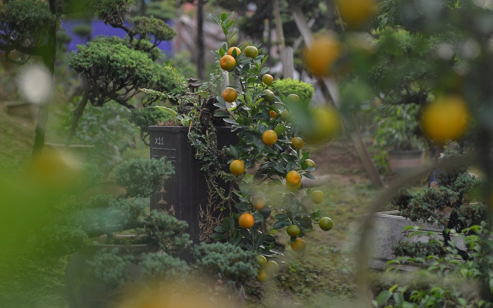 Mỗi chậu quất ghép độc đáo như vậy được bán với nhiều mức giá từ 3 triệu đến 30 triệu tùy vào thế và tuổi của cây. Ảnh: Zing.