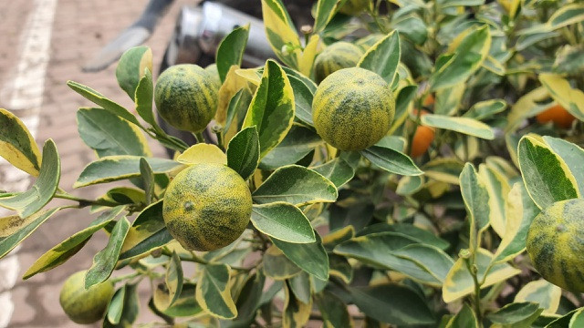 Trong khi đó, theo Dân Trí, quất lá phát tài độc đáo được bày bán ở một số chợ hoa tại Long Biên. Ảnh: Dân trí.