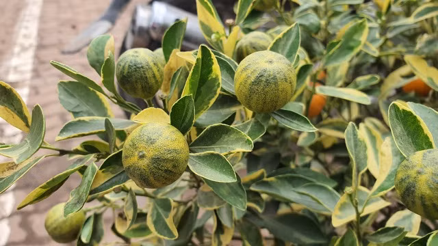 Trong khi đó, theo Dân Trí, quất lá phát tài độc đáo được bày bán ở một số chợ hoa tại Long Biên. Ảnh: Dân trí.