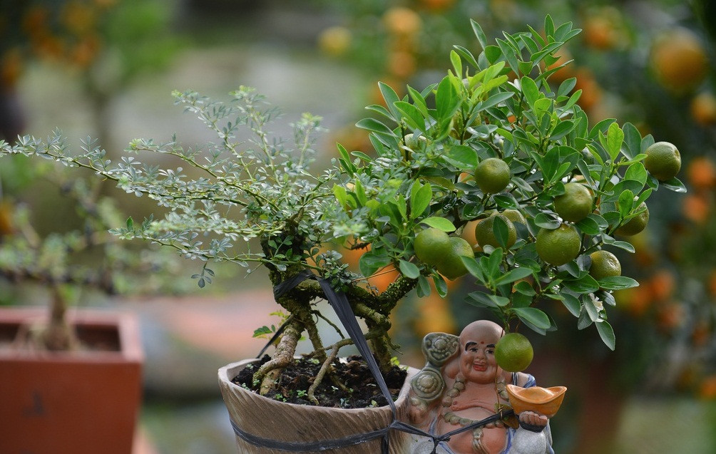 sau khi ghép xong, cây quấy cần được che mưa nắng để cành ghép nảy mầm, phát triển. Ảnh: Zing.