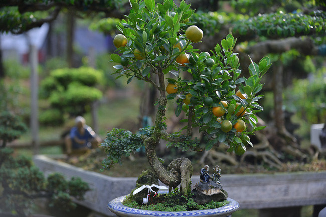 Theo một số khách hàng, cây quất ghép cần thăng có dáng rất lạ, cành lá thì là quất mà gốc lại mang hình dáng cổ thụ của cần thăng. Ảnh: Helino.